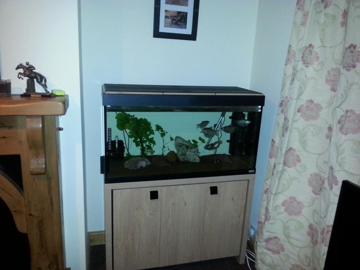 40 gallons freshwater fish tank (mostly fish and non-living decorations) - New tank