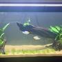 20 gallons freshwater fish tank (mostly fish and non-living decorations) - This is a new 20G long and it is a work in progress. This tank has co2, plant fertilizers, a canister filter, fuseray lighting, etc.