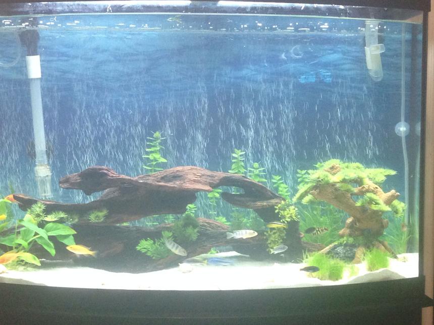 Rated #61: 36 Gallons Planted Tank - Cichlid live planted