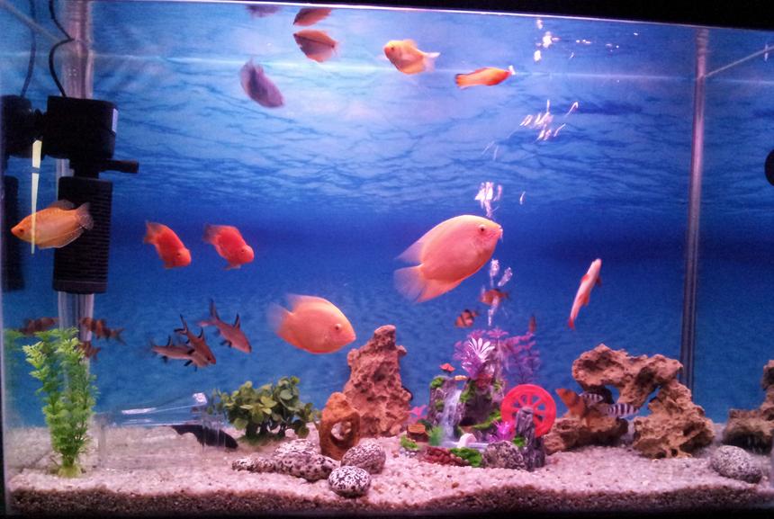 Rated #113: 56 Gallons Freshwater Fish Tank - Community Tank