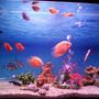 56 gallons freshwater fish tank (mostly fish and non-living decorations) - Community Tank