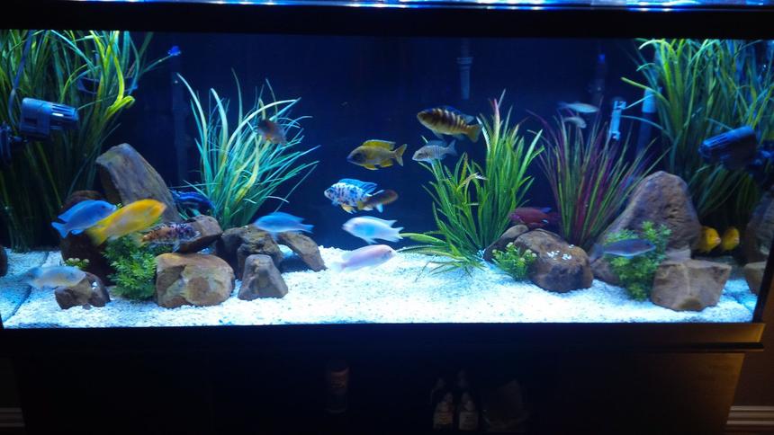 Rated #9: 120 Gallons Freshwater Fish Tank - 120 gallon mbuna-peacock tank with 9 more peacocks on the way.