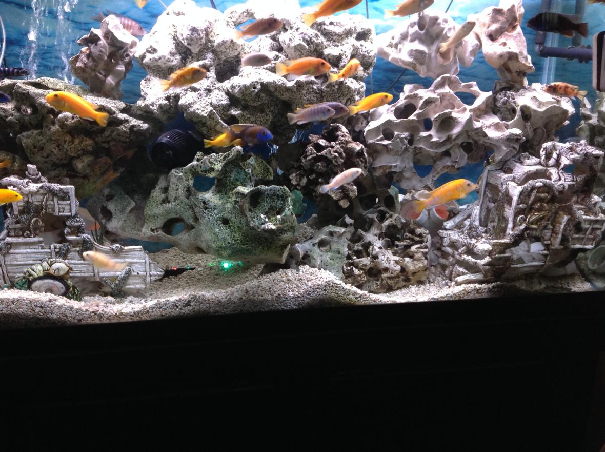 90 gallons freshwater fish tank (mostly fish and non-living decorations)