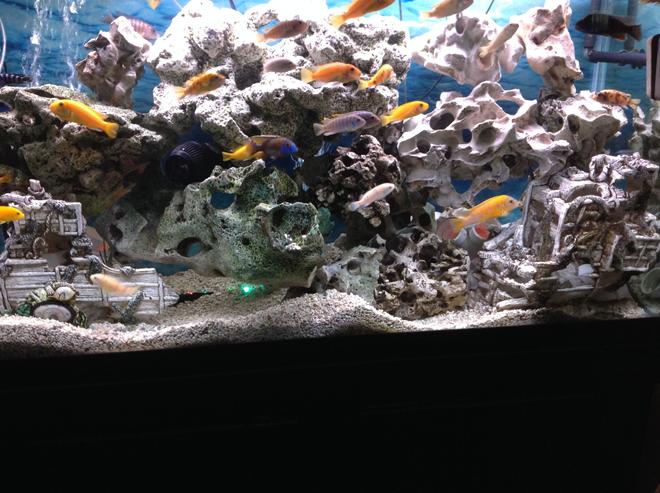 90 gallons freshwater fish tank (mostly fish and non-living decorations)