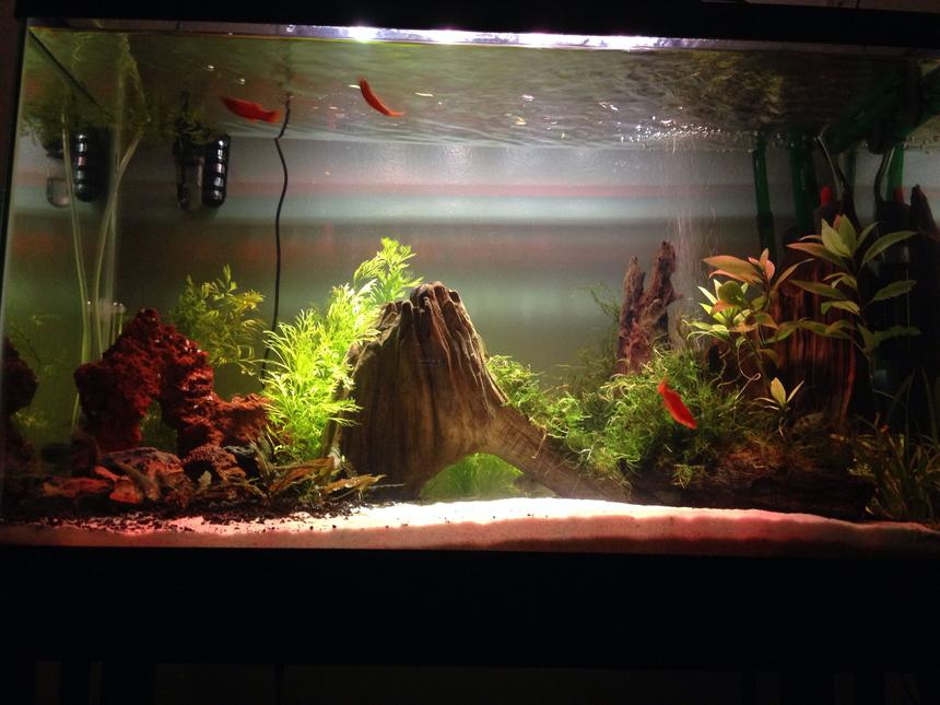 Rated #14: 29 Gallons Freshwater Fish Tank - My 29G tank