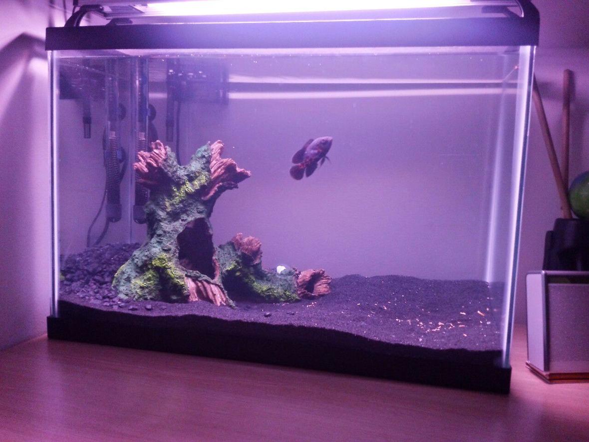 20 gallons freshwater fish tank (mostly fish and non-living decorations) - Last sunday I took 1,0 of tafil and suddenly I had the urge to go to petco.