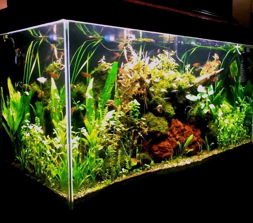 Rated #10: 90 Gallons Planted Tank - 48 x 24 x 18 inches (low tech/ natural method) Latest image taken with java ferns.
DIY lighting system with 1 x 28 watt blue lamp (subdued light) and 4 x 28 watt T5 tube all on timer. DIY overhead filter with enclosed pre-filter inside a very large plant box. DIY CO2 (yeast) directly injected at the moment with powerhead. Top Substrate is sieved construction gravel (2-3 mm) while underneath is a combination of dirt and potting soil. 8 gallon up to 50%  weekly water change depending on my mood. DIY excel daily while DIY fertilizer formula and DIY trace element on schedule basis. The application regimen is carried-out by daughter and wife (only home at weekends). Air pump on at 6pm and off at 6am.