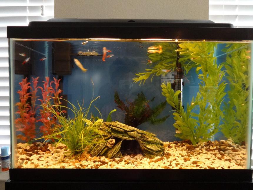 Rated #129: 10 Gallons Freshwater Fish Tank - Guppies neon teras and couple of molly fry