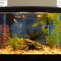 10 gallons freshwater fish tank (mostly fish and non-living decorations) - Guppies neon teras and couple of molly fry