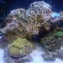 14 gallons saltwater fish tank (mostly fish, little/no live coral) - my first saltwater tank