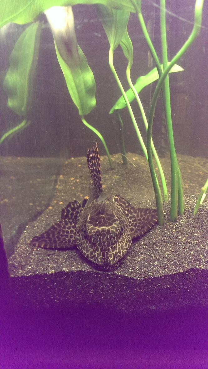 freshwater fish - glyptoperichthys gibbiceps - sailfin pleco (l-83) stocking in 125 gallons tank - Foot long sailfin pleco