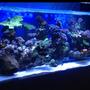 fish tank picture - My reef 2300lt (510 gallon)