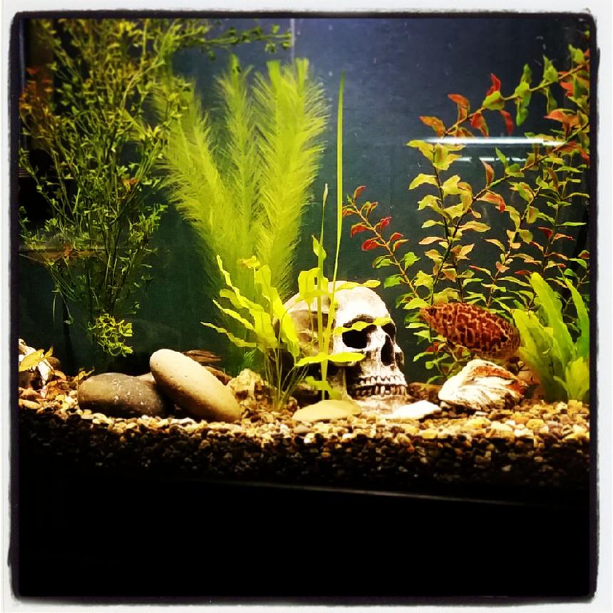 Rated #115: 85 Gallons Freshwater Fish Tank - 85 gallons