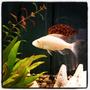 freshwater fish - aulonocara sp. - albino strawberry peacock stocking in 85 gallons tank - New member