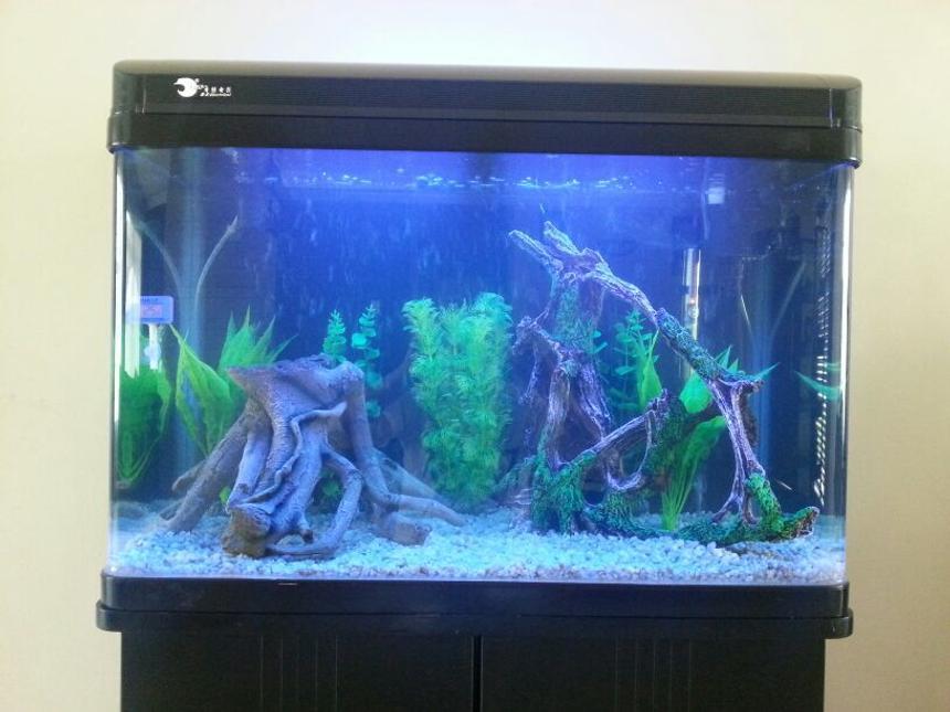 Rated #153: 40 Gallons Freshwater Fish Tank