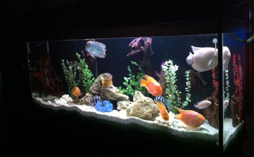 Rated #64: 140 Gallons Freshwater Fish Tank - My fish tank...