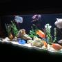 140 gallons freshwater fish tank (mostly fish and non-living decorations) - My fish tank...