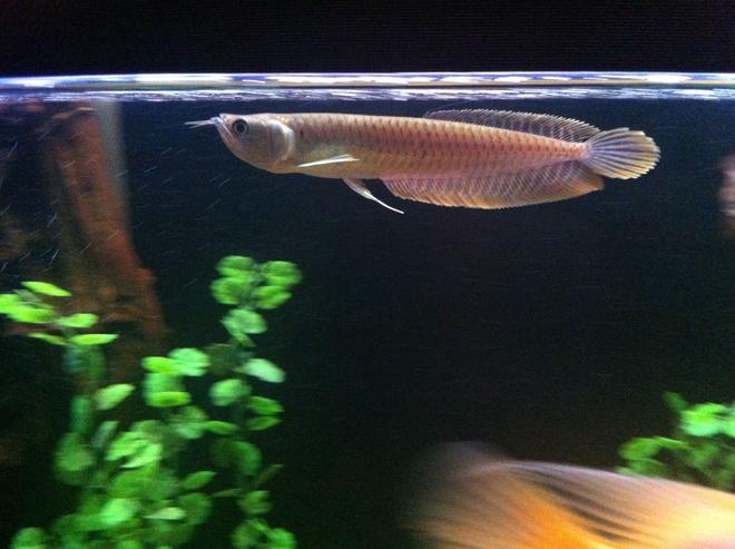 freshwater fish - silver arowana (osteoglossum bicirrhosum) stocking in 140 gallons tank - Arawona