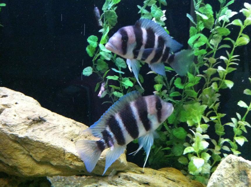 Rated #494: Freshwater Fish - Cyphotilapia Frontosa - Frontosa Cichlid Stocking In 140 Gallons Tank - My frontosa.