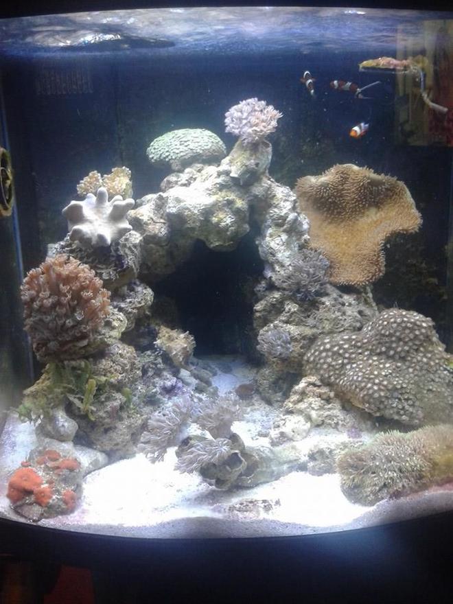 20 gallons reef tank (mostly live coral and fish) - Day Lights on 
Currently been running 4 months