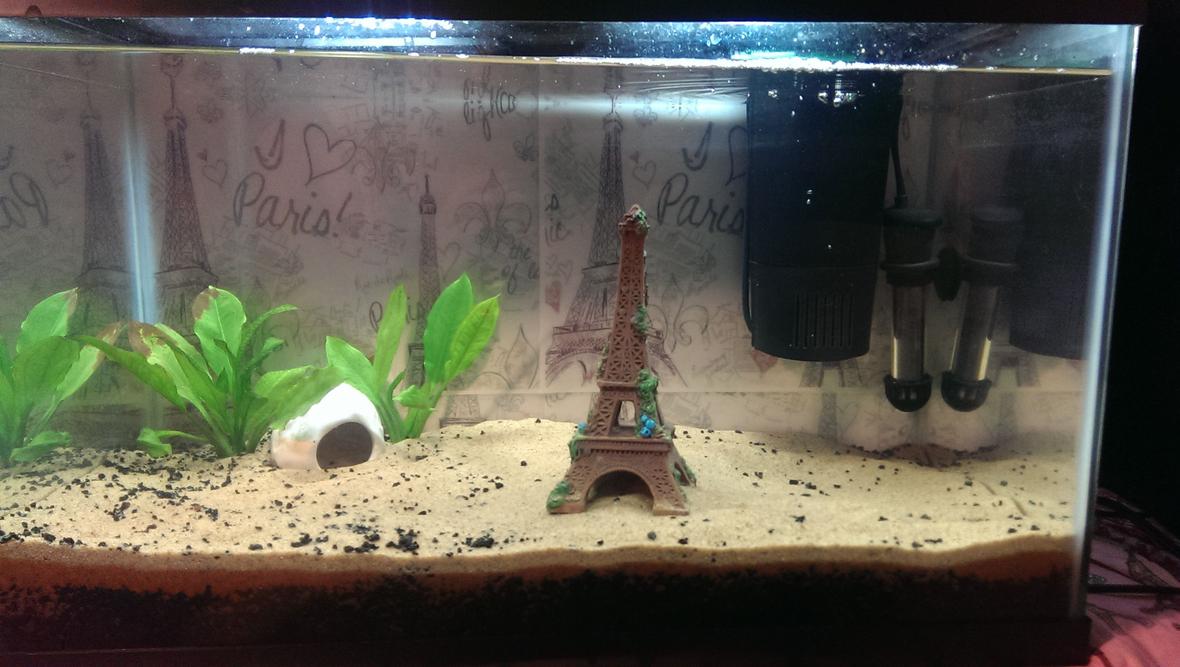 fish tank picture - I need ideas on placement and what other plants to add! Help?! It currently has 2 amazon sword plants and no fish.