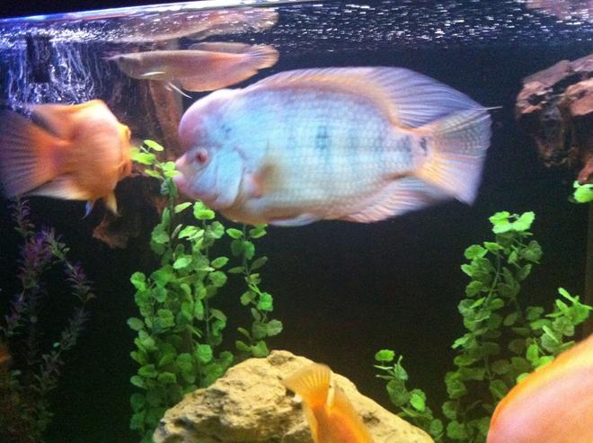 freshwater fish - cichlasoma sp. - flower horn cichlid stocking in 140 gallons tank - My flower horn...