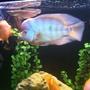 freshwater fish - cichlasoma sp. - flower horn cichlid stocking in 140 gallons tank - My flower horn...