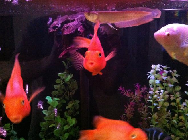 freshwater fish - heros severus x amphilophus citrinellum - blood parrot stocking in 140 gallons tank - Parrot cichlids & Arawona...