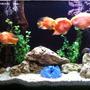 fish tank picture - Parrots cichlids...