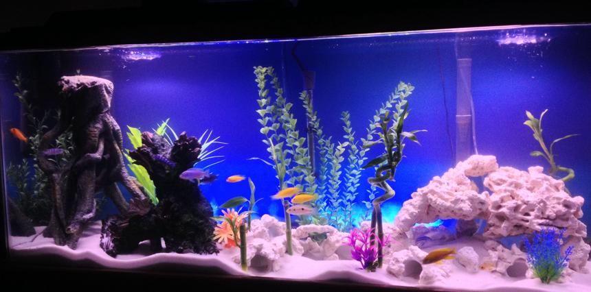 Rated #57: 55 Gallons Freshwater Fish Tank - My 55gal African Cichlid tank
