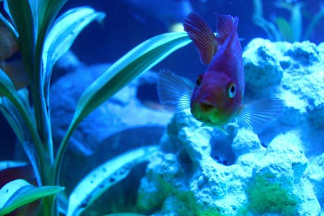 freshwater fish - heros severus x amphilophus citrinellum - blood parrot stocking in 60 gallons tank - Happy parrot!