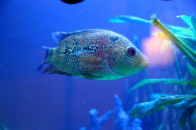 freshwater fish - cichlasoma sp. - flower horn cichlid stocking in 60 gallons tank - Flowet horn!