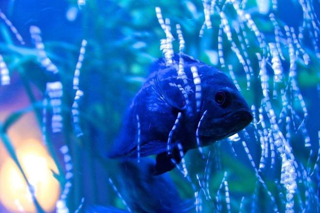 freshwater fish stocking in 60 gallons tank - Oskiez bubble bath!