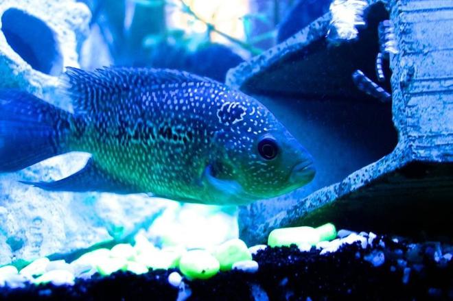 freshwater fish - nandopsis octofasciatum - jack dempsey stocking in 60 gallons tank - You can run but you can't hide!