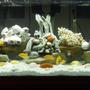 75 gallons freshwater fish tank (mostly fish and non-living decorations) - 75 gallon freshwater tank with multiple cichlids