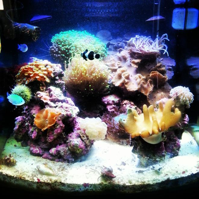 30 gallons reef tank (mostly live coral and fish) - Full tank view