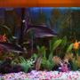 250 gallons freshwater fish tank (mostly fish and non-living decorations) - 100 G Freshwater Tank with some live plants.