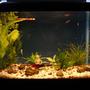 10 gallons freshwater fish tank (mostly fish and non-living decorations) - Modified my tank a bit, also welcomng baby guppy to d tank, hv mvd female guppies to different tank. And veiltail betta...happily swimmng tgethr
