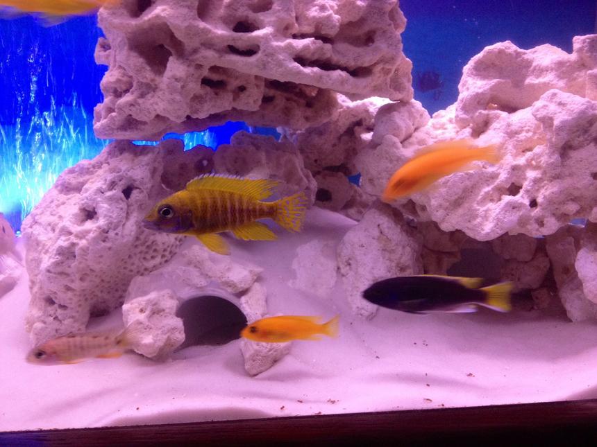 Rated #27: Freshwater Fish - Copadichromis Borleyi - Yellowfin Borleyi Cichlid Stocking In 55 Gallons Tank - Cichlids