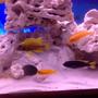 freshwater fish - copadichromis borleyi - yellowfin borleyi cichlid stocking in 55 gallons tank - Cichlids