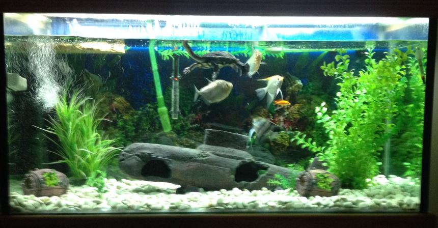 Rated #89: 114 Gallons Freshwater Fish Tank - Tank also has a very placid eastern long neck turtle