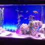 55 gallons freshwater fish tank (mostly fish and non-living decorations) - Reef rock in 55gal cichlid tank