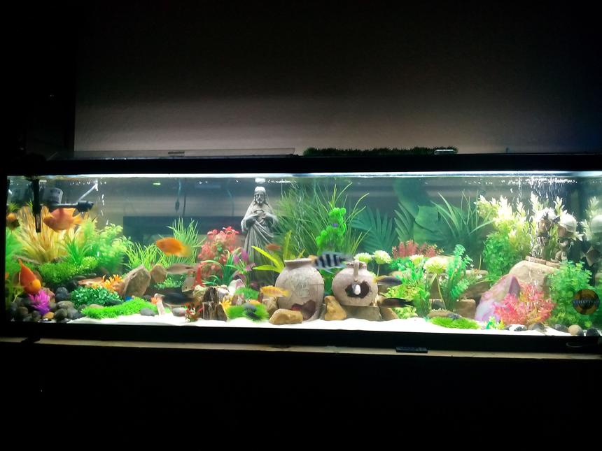 Rated #12: 125 Gallons Freshwater Fish Tank - I did this tank for new born baby girl