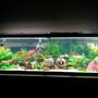 125 gallons freshwater fish tank (mostly fish and non-living decorations) - I did this tank for new born baby girl