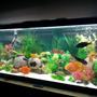 fish tank picture - ..