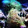 corals inverts - euphyllia paradivisa - frogspawn coral, thin branched stocking in 30 gallons tank - Frog spawn and torch coral with clown fish