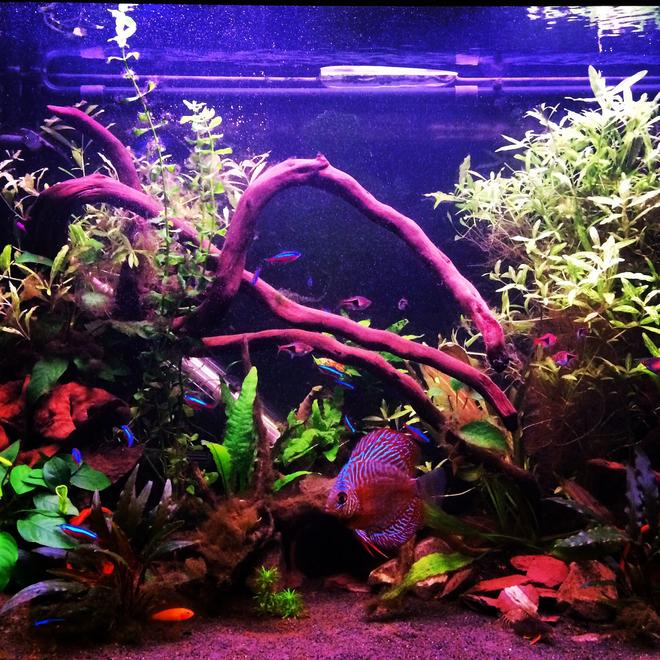 75 gallons freshwater fish tank (mostly fish and non-living decorations) - My planted tank