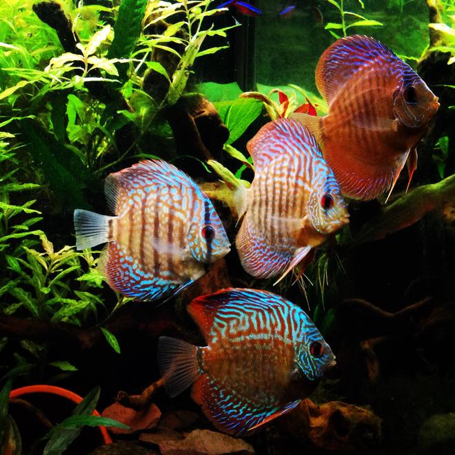 freshwater fish - symphysodon sp. - checkerboard discus stocking in 75 gallons tank - My discus