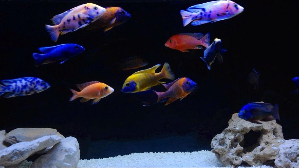 freshwater fish - aulonocara nyassae var. - peacock cichlid, orange blossom stocking in 120 gallons tank - Malawi peacocks