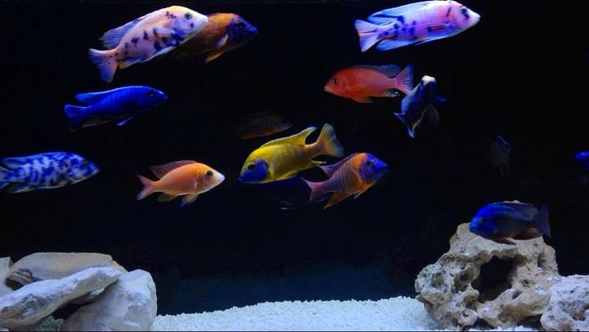 freshwater fish - aulonocara nyassae var. - peacock cichlid, orange blossom stocking in 120 gallons tank - Malawi peacocks